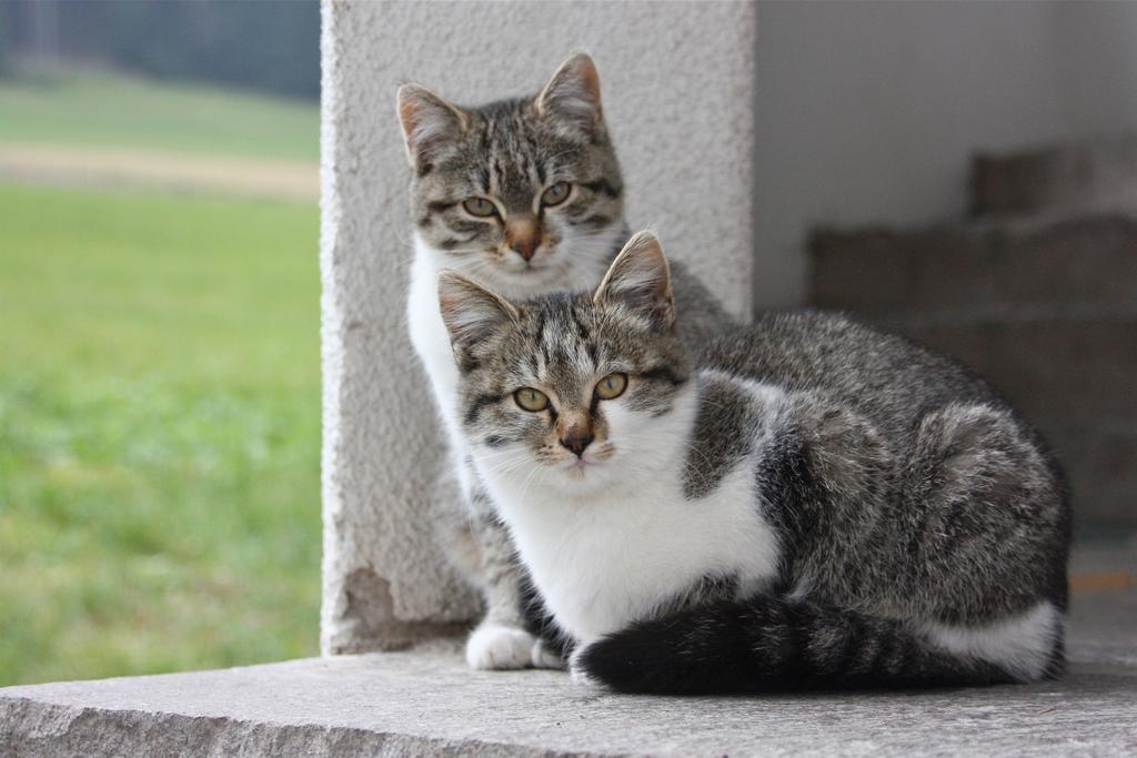 Spisserhof คีอูซา ภายนอก รูปภาพ